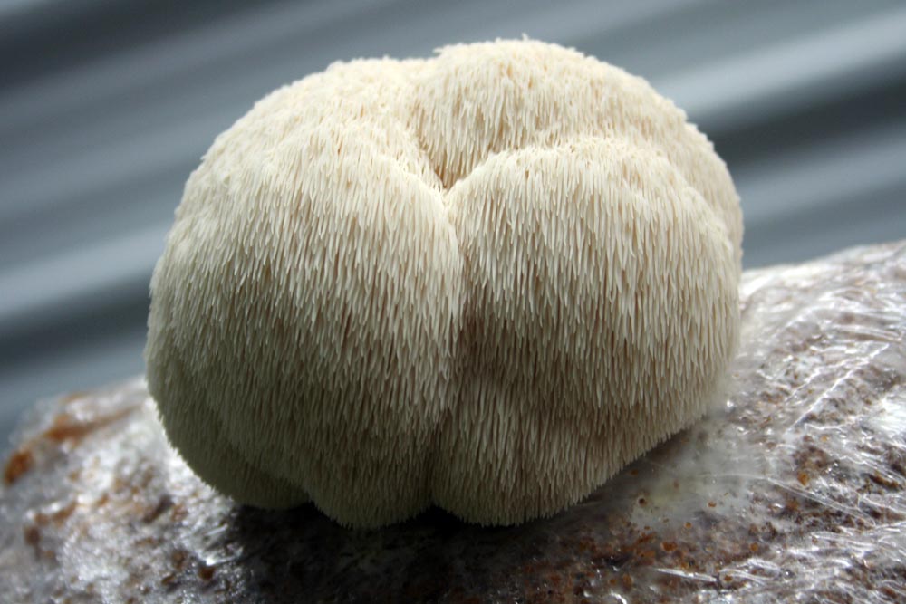 What is Lion's Mane Mushroom